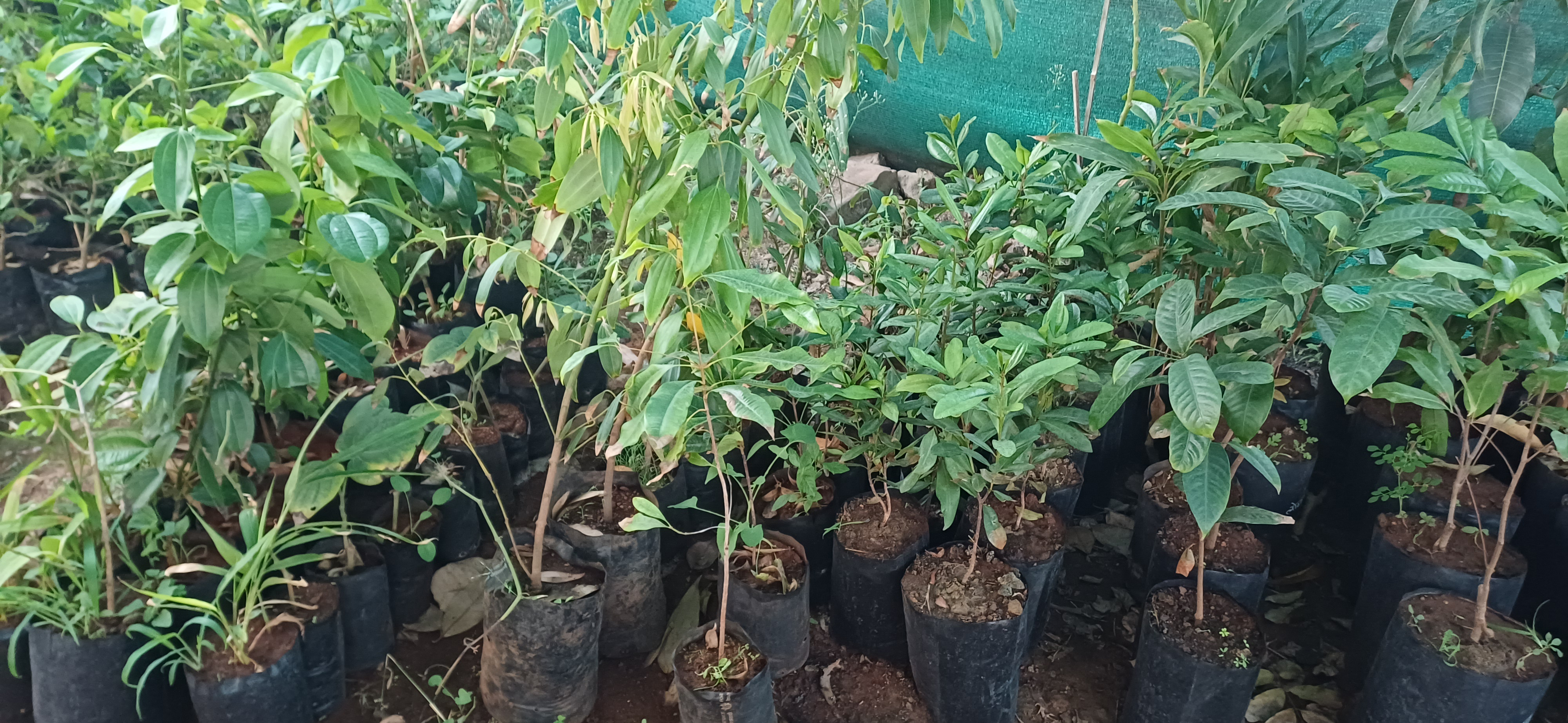 spice Plants Nursery Anawali